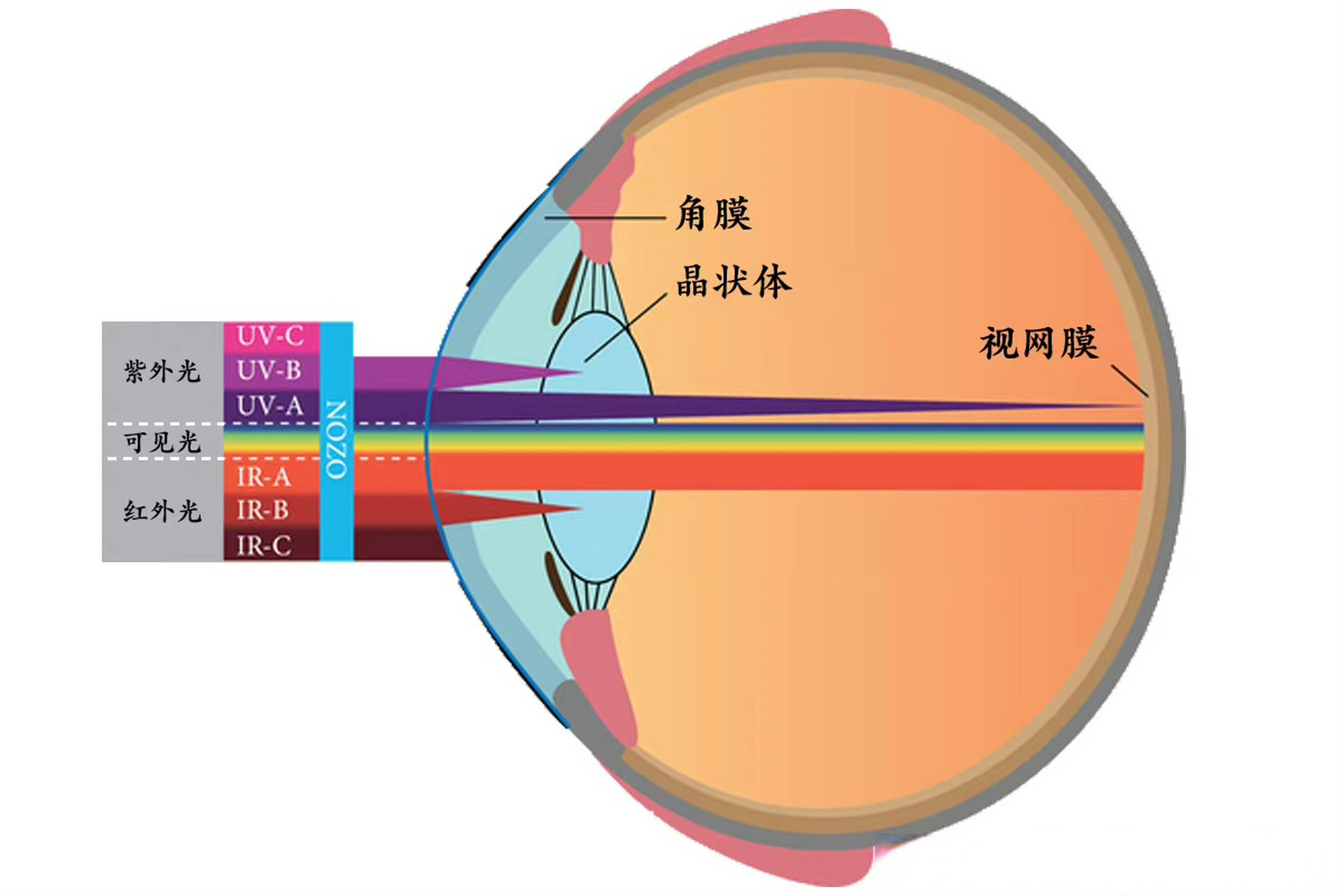 激光人眼安全限值介绍(图1)